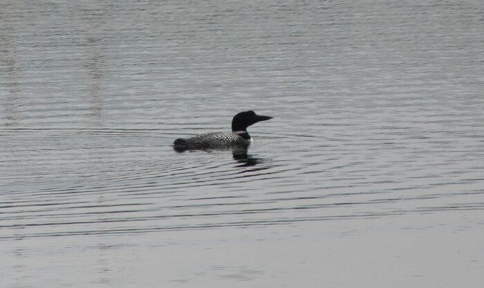 Loon Loon