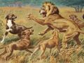 Ridgeback